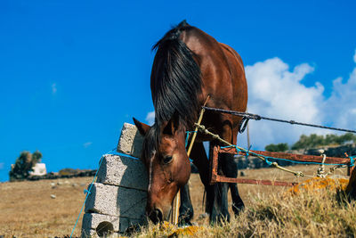 Horse in field against sky