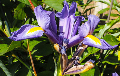 Close-up of purple flowers blooming outdoors