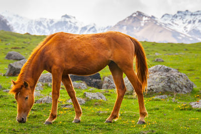 Sheep grazing on grassy field