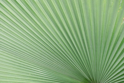 Full frame shot of palm leaf