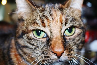 Close-up portrait of cat