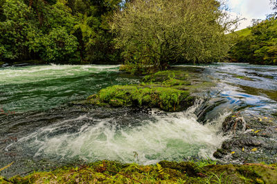 Scenic view of river flowing through forest