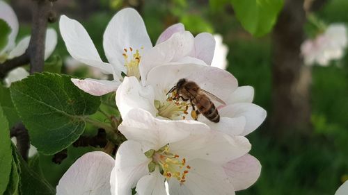 Close-up of bee pollinating on flower