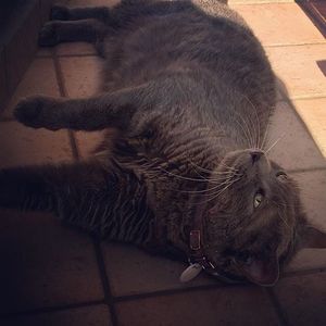 High angle view of a cat resting on floor at home