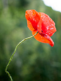 Close-up of red poppy flower