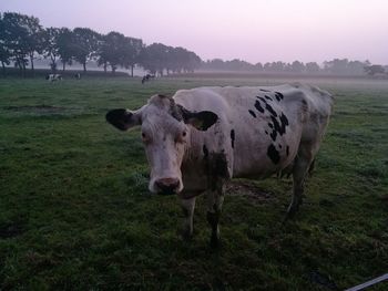 Portrait of cow standing on field against sky