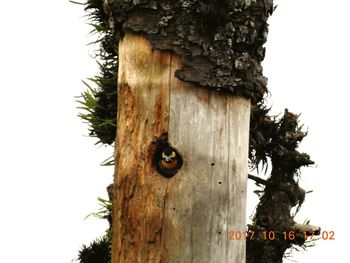 Low angle view of a tree trunk