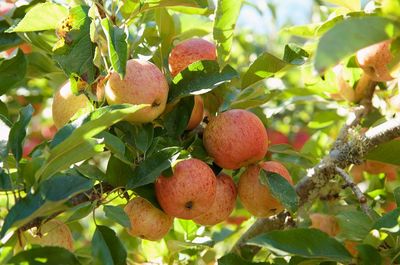 Close-up of apples growing on tree