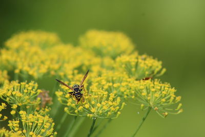 Close-up of bee pollinating on yellow flower