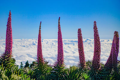 Low angle view of plants against blue sky