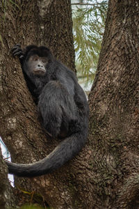 Carayá monkeys natural state, south american species, the male is black and the female is brown