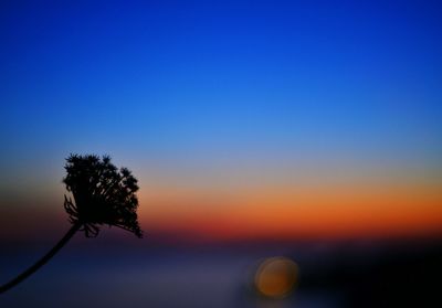 Close-up of plants against sunset