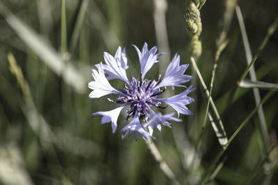Close-up of purple flowering plant