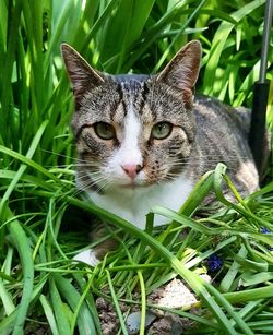 Portrait of cat in grass