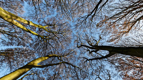 Low angle view of trees against sky