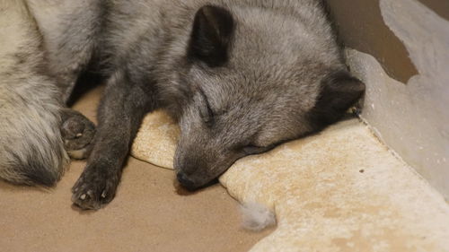 Close-up of dog sleeping