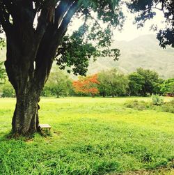 Trees in park