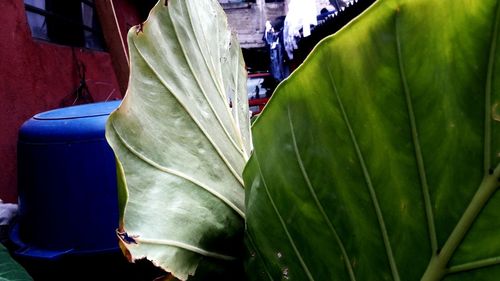 Close-up of leaf