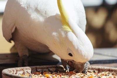 Close-up of bird eating food