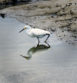 High angle view of bird in lake