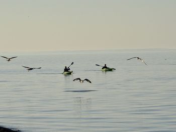 Birds flying in the lake against clear sky