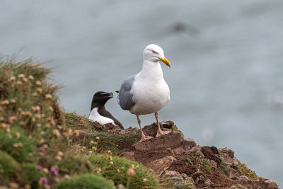 Seagull perching on rock