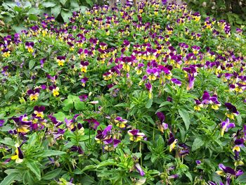 Purple flowers growing outdoors