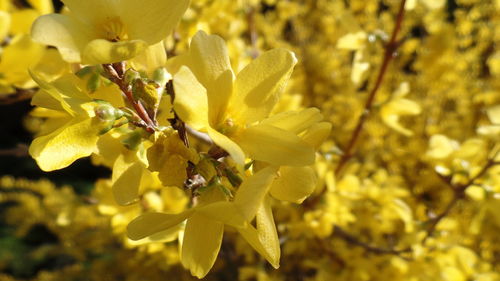 Close-up of yellow butterfly on plant