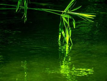 Plants growing in water