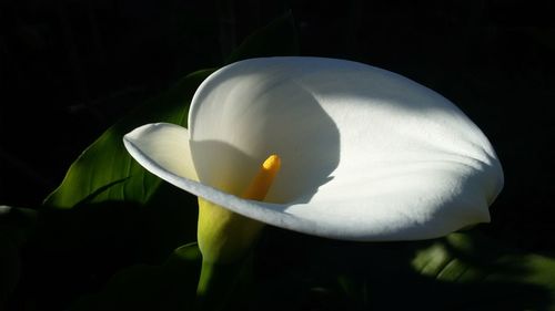 Close-up of white flower