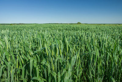 Green cereal field, horizon and blue cloudless sky. zarzecze, poland