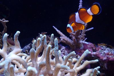 Close-up of clown fish swimming by coral in sea