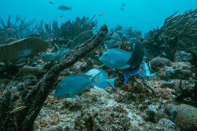 Underwater view with school fish in ocean. sea life in transparent water