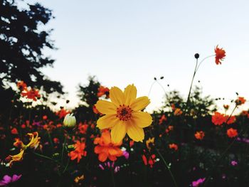 Close-up of yellow flowers