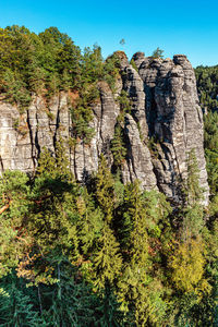 Low angle view of trees on rock against sky