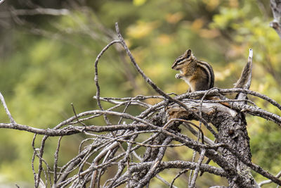 Bird perching on branch