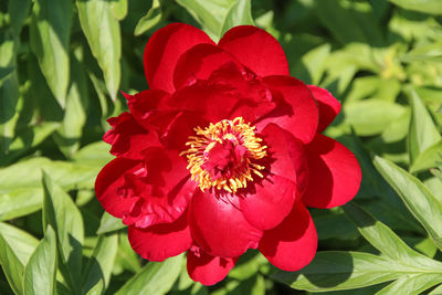 Close-up of red flower blooming outdoors