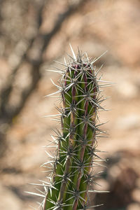 Close-up of cactus plant