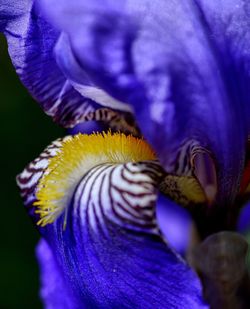 Close-up of purple iris