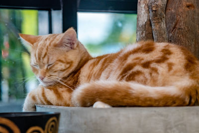 Close-up of cat resting