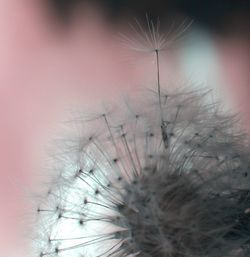 Close-up of dandelion