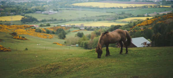 Panoramic view of a pony on a wide open ranch in the scottish hills