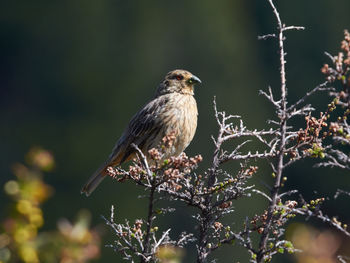 Close-up of bird perching on a plant