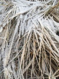 Full frame shot of frozen plants