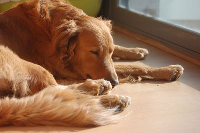 Close-up of dog sleeping