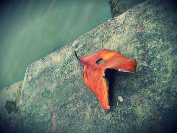 Close-up of red butterfly on tree