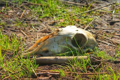 View of an animal on field