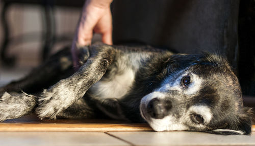 Portrait of a dog relaxing on floor