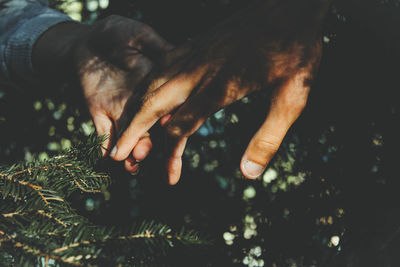 Close-up of hand touching tree