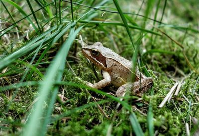 Close-up of frog on land